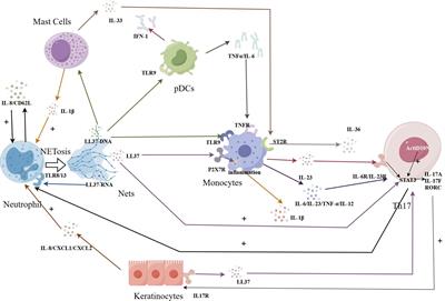 NETosis of psoriasis: a critical step in amplifying the inflammatory response